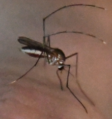 Wyeomyia vanduzeei.png