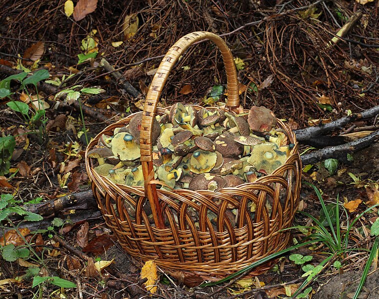 File:Xerocomellus chrysenteron, Edible fungi in basket 2013 G1.jpg