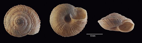 June 17: the land snail Xerocrassa montserratensis
