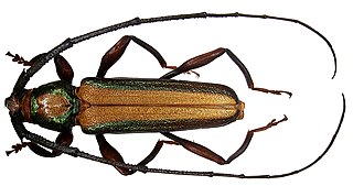 <i>Xystrocera festiva</i> Species of beetle