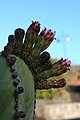 Pachycereus marginatus