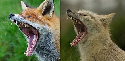 Red fox (left) and corsac fox (right) yawning