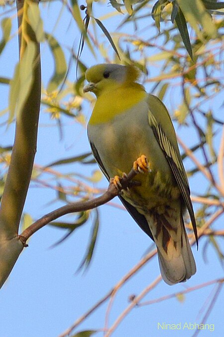 ไฟล์:Yellow-footed Gren Pigeon.jpg