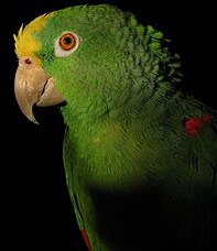 Yellow naped amazon parrot left side.jpg