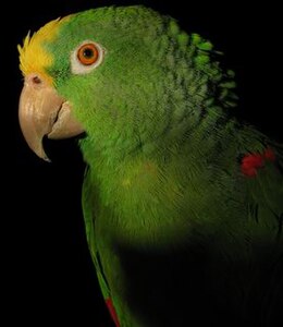 Surinaminė amazonė (Amazona ochracephala)