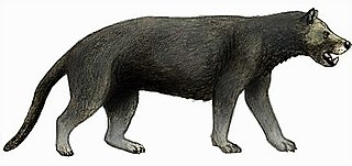 <i>Ysengrinia</i> Extinct genus of mammals known as bear dogs