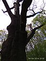 Zalizniak oak tree 07.jpg