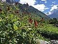 "Flowers Blossom At valley of flowers Chamoli, India" 33.jpg