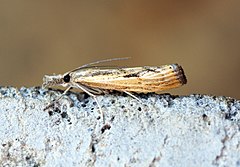 Description de l'image (1306) Agriphila inquinatella (15001947590).jpg.