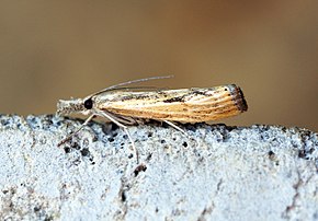 Bildbeschreibung (1306) Agriphila inquinatella (15001947590) .jpg.