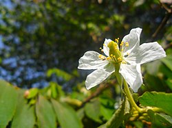 (Arya) muntingia calabura flower.jpg