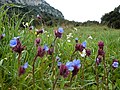 Μικρογραφία για την έκδοση της 15:12, 22 Μαΐου 2019