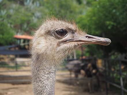 Ostrich in Bucaramanga, Colombia
