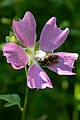 * Nomination Bee on the flower of Malva moschata. Baum grove, Almaty, Kazakhstan. By User:ElenaLitera --Красный 11:52, 27 August 2023 (UTC) * Decline  Oppose Blown out highlights and out of focus. --Sebring12Hrs 07:46, 4 September 2023 (UTC)