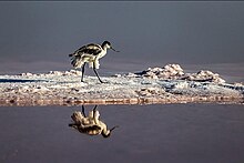 سرخی دریاچه ارومیه-۱۶.jpg