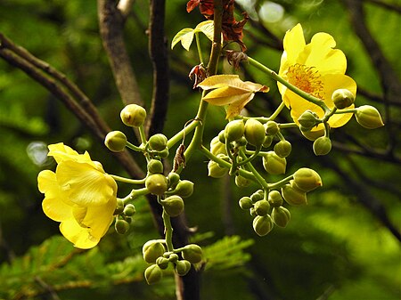 ไฟล์:สุพรรณณิการ์ Cochlospermum religiosum (L.) Alston Family COCHLOSPERMACEAE (3).jpg