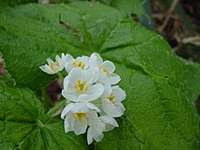 サンカヨウ(山荷葉)(Diphylleia grayi)-花 (6010492091).jpg