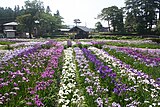 長井あやめ公園