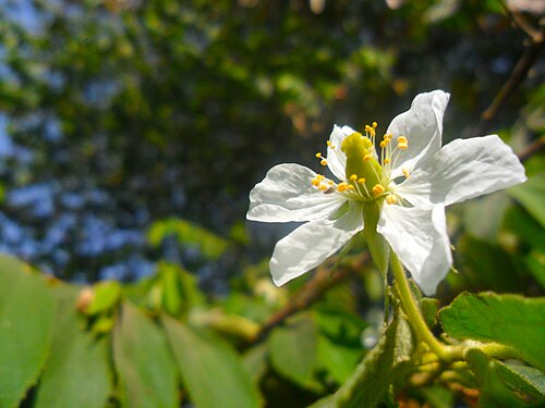 Kersen Muntingia Wikipedia bahasa Indonesia 