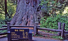 .00 0561 Kustsequoia (Sequoia sempervirens) .jpg
