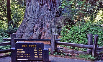 .00 0561 Coast redwood (Sequoia sempervirens).jpg