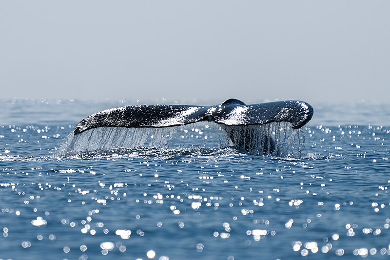 File:025 Humpback whale at Disko Bay (Greenland) Photo by Giles Laurent.jpg