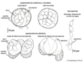 04 03 18 Brasiliomyces malachrae, chasmotecio, Erysiphales, Ascomycota (M. Piepenbring).png