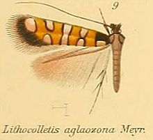 09-Porphyrosela aglaozona (מייריק, 1882) .JPG