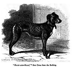 Greyhound/Old English Bulldog first cross