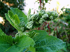 Alcea Rosea: Description, Habitats, Biologie