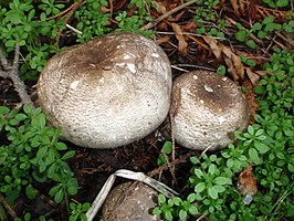 Parelhoenchampignon