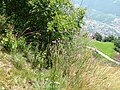 2008 0707 80130 Hiking in South Tyrol Naturns R0528.jpg