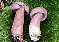 Tylopilus violatinctus