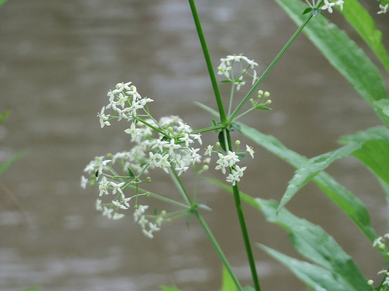 File:20160617Galium mollugo.jpg