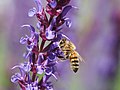 * Nomination Apis mellifera on Lavandula flowers --Bernard Ladenthin 18:25, 7 July 2020 (UTC) * Promotion  Support Good quality. --Aristeas 08:14, 10 July 2020 (UTC)