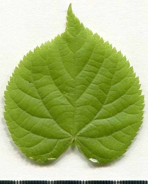 File:2020 year. Herbarium. Tilia cordata. img-013.jpg