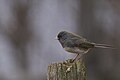 Promoted Taken in the backyard (another birdfeeder shot -- don't tell anyone!). I find that juncos are either photogenic or hideous. This one was photogenic.