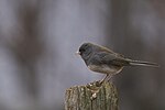 Thumbnail for File:20240111 dark eyed junco casa PD108474.jpg