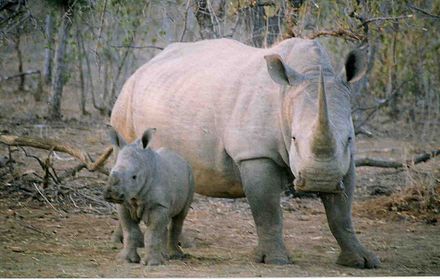 Rhino mother with Calf
