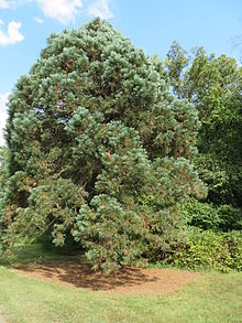 S. giganteum "Hazel Smith", photographed at the U.S. National Arboretum in September, 2014. 32304-H.jpg