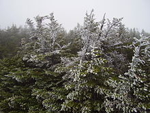 Givre sur des krummholz.