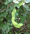 Single, unripe pod