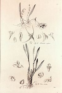 1. Bulbophyllum reptans 2. Pinalia stricta