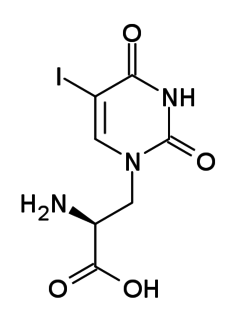 5-Iodowillardiine is a selective agonist for the kainate receptor, with only limited effects at the AMPA receptor. It is selective for kainate receptors composed of GluR5 subunits. It is an excitotoxic neurotoxin in vivo, but has proved highly useful for characterising the subtypes and function of the various kainate receptors in the brain and spinal cord.