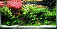 Aquarium containing a variety of plants and a piece of driftwood, with white gravel at front and a plant with red leaves at the upper left.