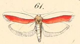 <i>Hypercallia haematella</i>