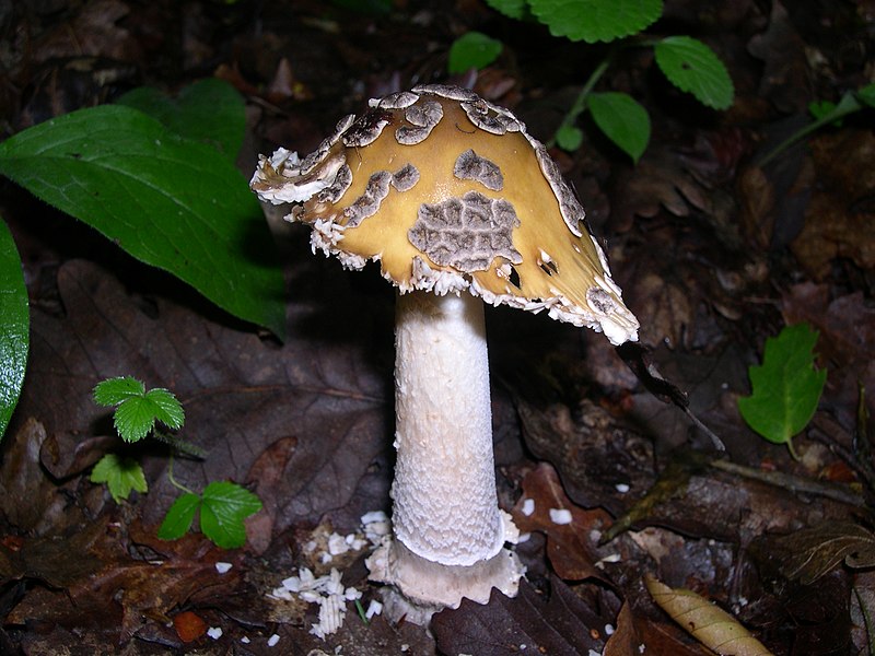 File:AMANITA CECILIAE (Berk.&Broome) Bas (5981164529).jpg