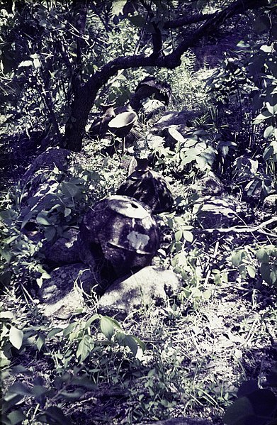 File:ASC Leiden - Rietveld Collection - Nigeria 1970 - 1973 - 01 - 043 Looking for a grave. Remnants of a earthenware funeral monument on the ground with plants - Province of Bauchi.jpg