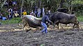 A bullfighting