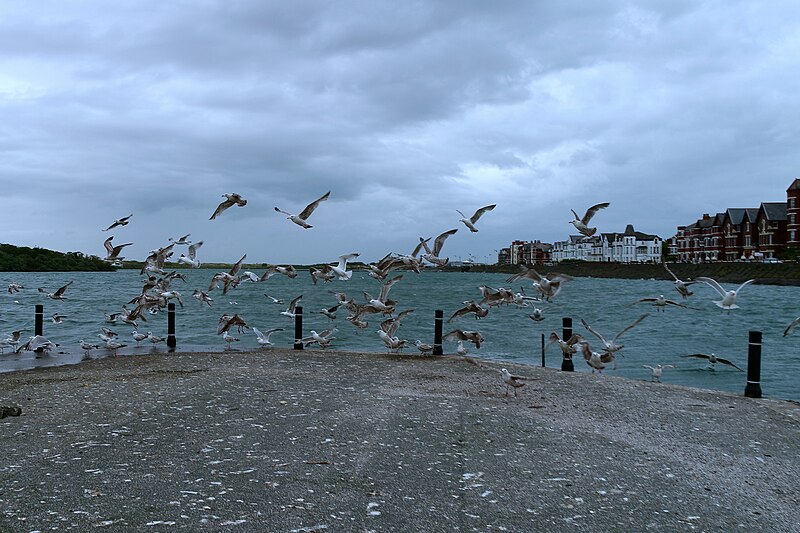 File:A colony of seagulls takes flight at Southport Marina - geograph.org.uk - 4513128.jpg